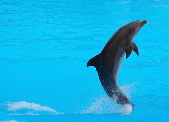 Fototapeta premium Delfin