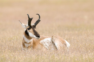 A pronghorn relaxes in a field © Tony Campbell