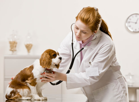 Veterinarian examining dog and listening with stethoscope