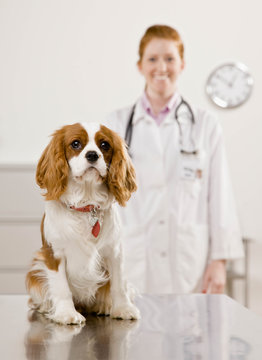 Happy veterinarian examining dog during checkup