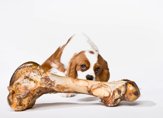 Naklejka premium Curious dog sniffing large bone hungrily