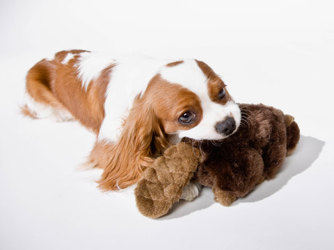 Cute Dog Chewing On Stuffed Animal