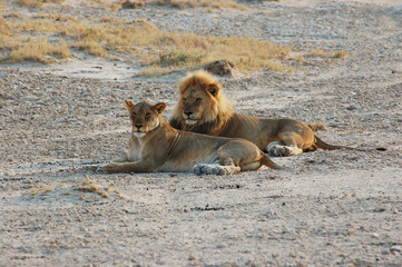 Lion couple in love - Safari Etosha - Namibia