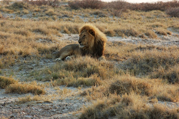 Lion lying in the bush - Safari Etosha - Namibia