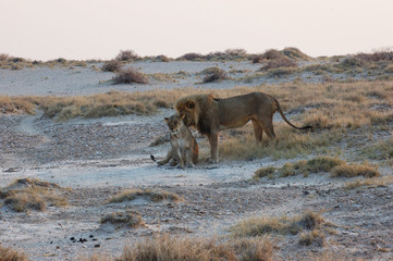 Lion couple in love - Safari in the Etosha Park - Namibia