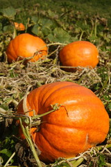 Pumpkin Patch