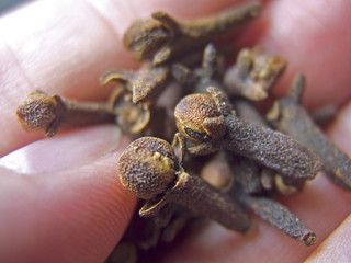 Close up details of the spice cloves in hand