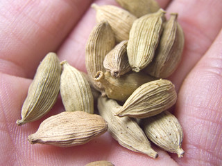 Close up details of the spice Cardamom pots in hand