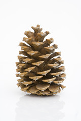 front view of a pine cone isolated against white background