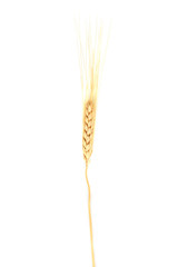 close up of wheat isolated against white background