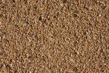 Macro Sand and Shells Background Image