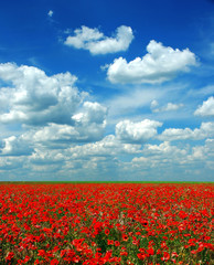 poppy meadow landscape