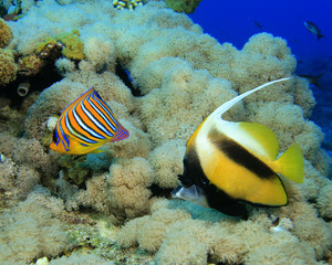 Royal Angelfish and Red Sea Bannerfish