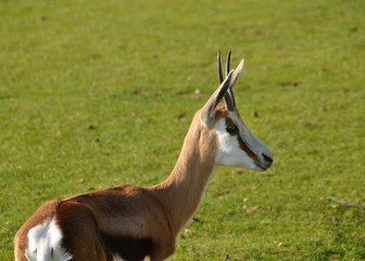 Antilope