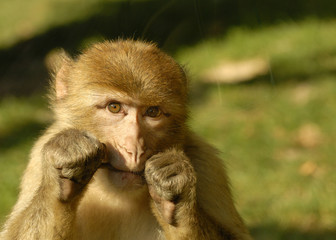 Portrait de singe