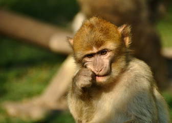 Portrait de singe