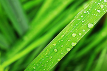 Fresh grass with dew drops