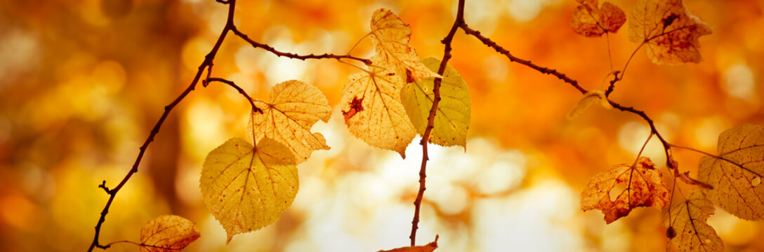 Banner Serie - Autumn Nature Background With Tree Branch