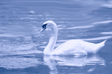 Swan gracefully floating on surface of water