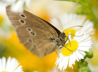 Butterfly on flower