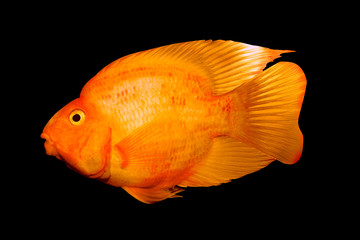 Goldfish isolated on black.