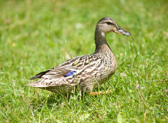 Duck on grass