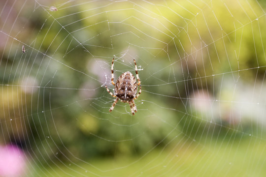 spider in the centre of its web