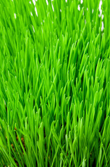 Fototapeta na wymiar Świeże zielona trawa na łące