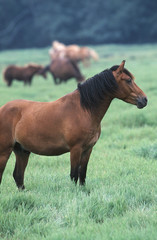 poney landais de profil