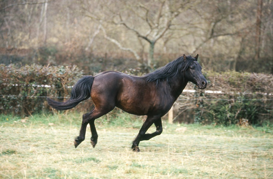 poney landais en train de courrir