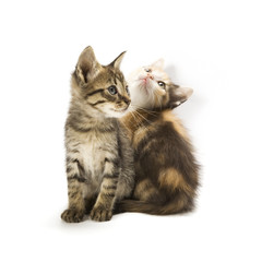 Kittens on white background