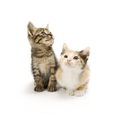 Fototapeta na wymiar Kittens on white background