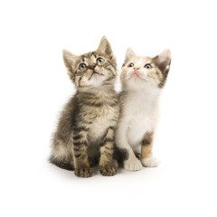 Kittens on white background