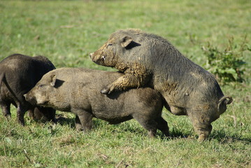 Paarung Wildschweine