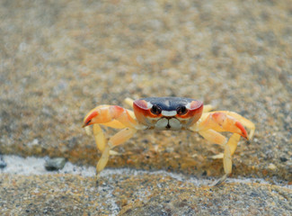 Red cuban ghost crab at the hotel pool