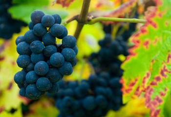close up of a bunch of grapes in autumn ( mosel region germany)