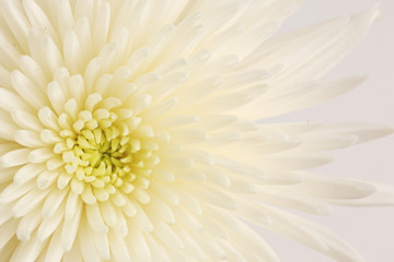 White detailed chrysanthemum on white background