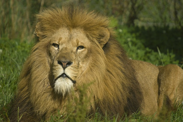 Naklejka na ściany i meble Close up of a Lion (Panthera leo)