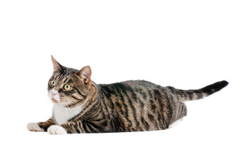 tabby cat isolated on white background