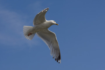 Möwe im Flug