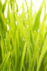 Fototapeta na wymiar Close-up shot of green grass with rain drops on it