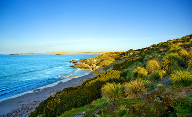 Obraz premium Gypsy Cove in the Falkland Islands