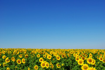 Obraz premium sunflower field