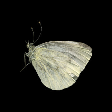 The butterfly isolated on a black background