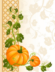 pumpkin