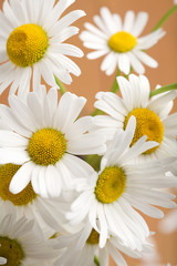 Fototapeta premium bouquet of beautiful camomiles