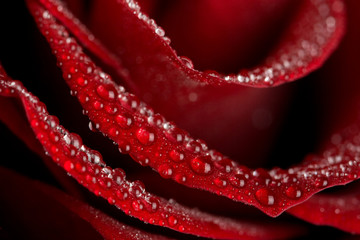 macro of rose with water drops
