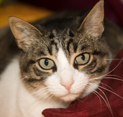 portrait d'un gros chat tigré et blanc