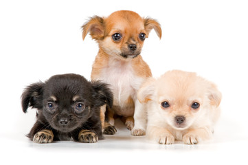 Puppies chihuahua in studio