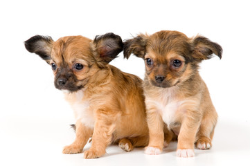 Fototapeta na wymiar Puppies chihuahua in studio